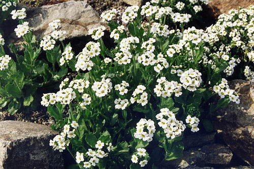 Draba fladnizensis